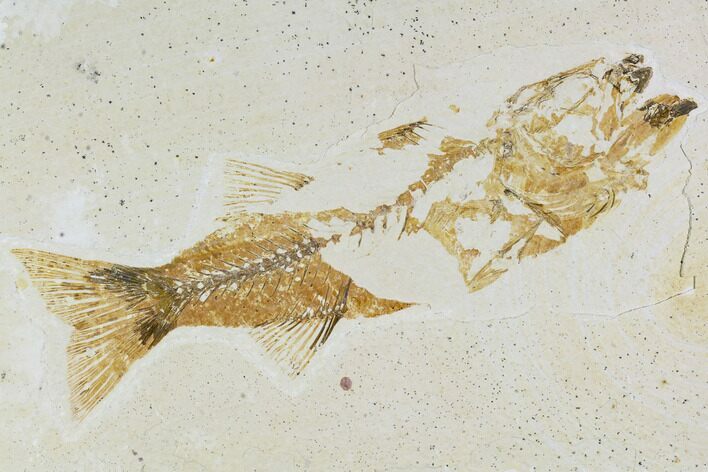 Bargain, Mioplosus Fossil Fish - Uncommon Species #105330
